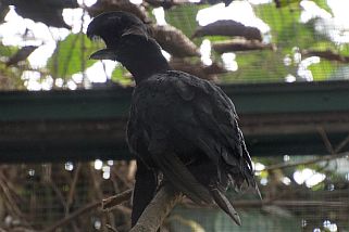 Cephalopterus penduliger - Langlappen-Schirmvogel (Zapfenschirmvogel)